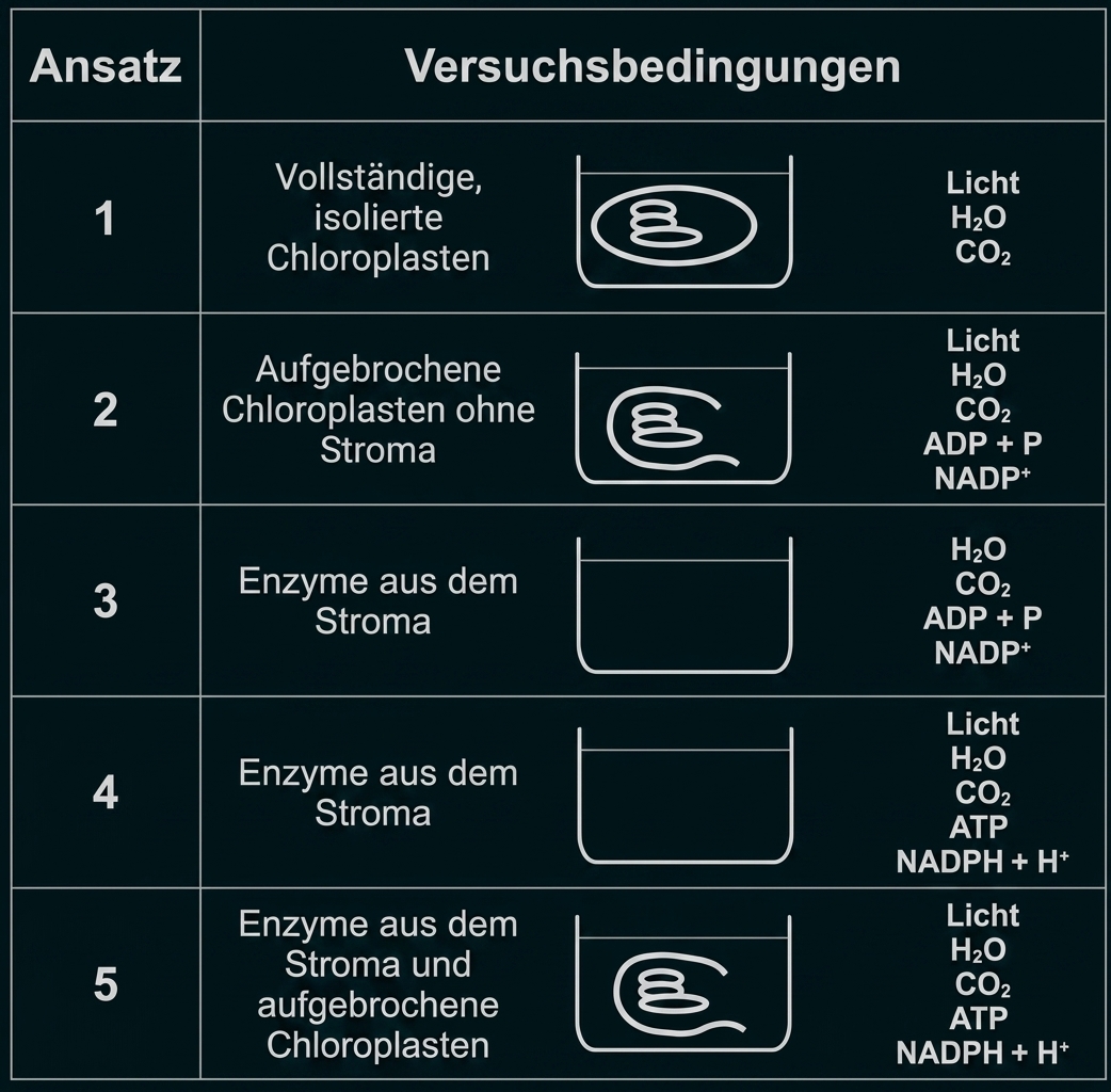 Tabelle mit fünf Versuchsansätzen zu Chloroplasten und Fotosynthesebedingungen